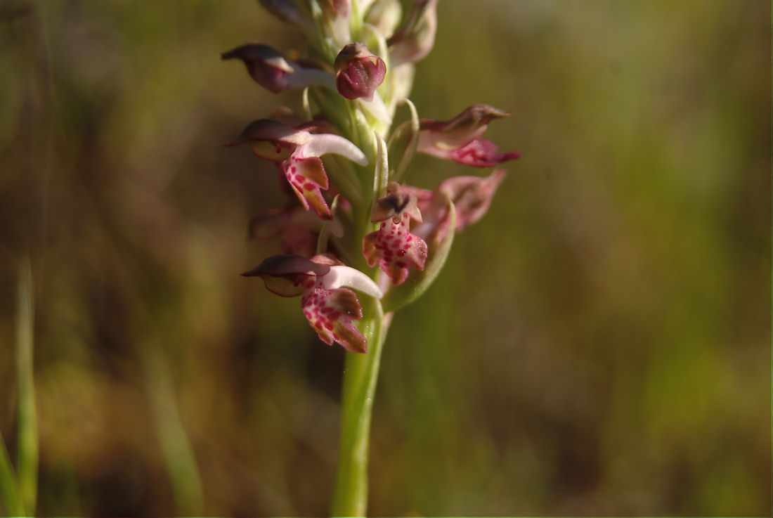 Orchidee nel pisano